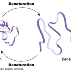 Dna single helix stranded double structure into denaturation molecule nucleic coil strands transition during acid native gif converted because acids