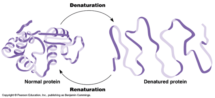 Dna single helix stranded double structure into denaturation molecule nucleic coil strands transition during acid native gif converted because acids