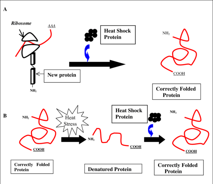 Protein denaturation proteins