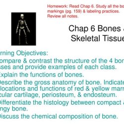 Building vocabulary activity bones and skeletal tissues