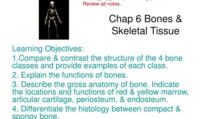 Building vocabulary activity bones and skeletal tissues