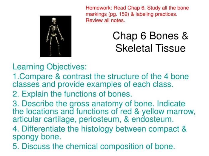 Building vocabulary activity bones and skeletal tissues